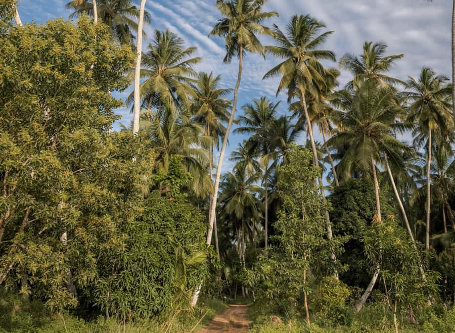Zanzibar: Quad Off-Road Adventure | Kiwengwa - Morning vs Afternoon in Kiwengwa: Choosing the Better Time for Your Trip