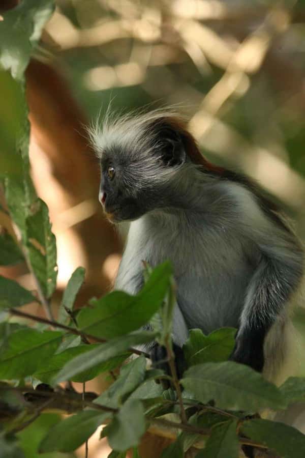 Zanzibar: Red Colobus Monkeys in Jozani Forest Guided Tour - Jozani Forest and the Zanzibar red colobus you came for