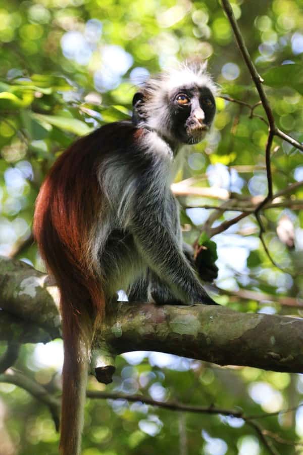 Zanzibar: Red Colobus Monkeys in Jozani Forest Guided Tour - The monkey-spotting walk, including how to set expectations for close views