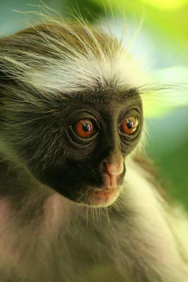 Zanzibar: Red Colobus Monkeys in Jozani Forest Guided Tour - Mangrove forests and the wooden bridge stop