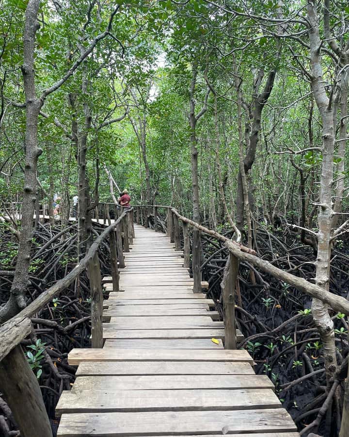 Zanzibar: Red Colobus Monkeys in Jozani Forest Guided Tour - Why the guide matters: Joseph, Abdul, and the difference between facts and finding animals