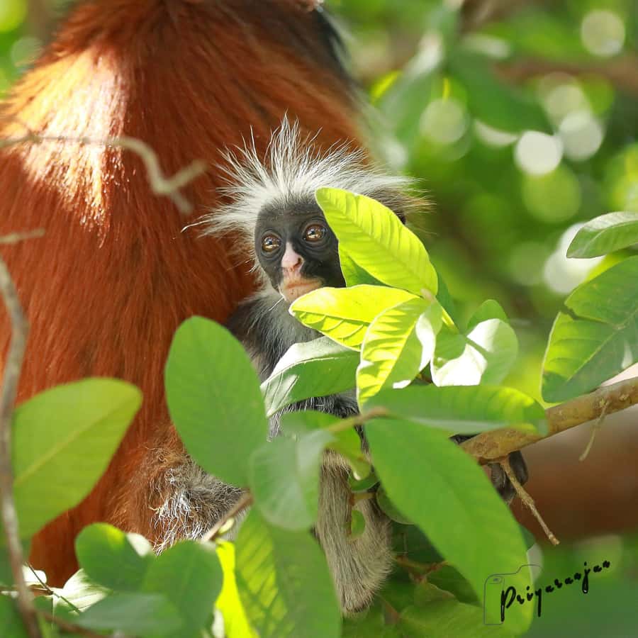 Zanzibar: Red Colobus Monkeys in Jozani Forest Guided Tour - What to pack and how to prepare for a better walk