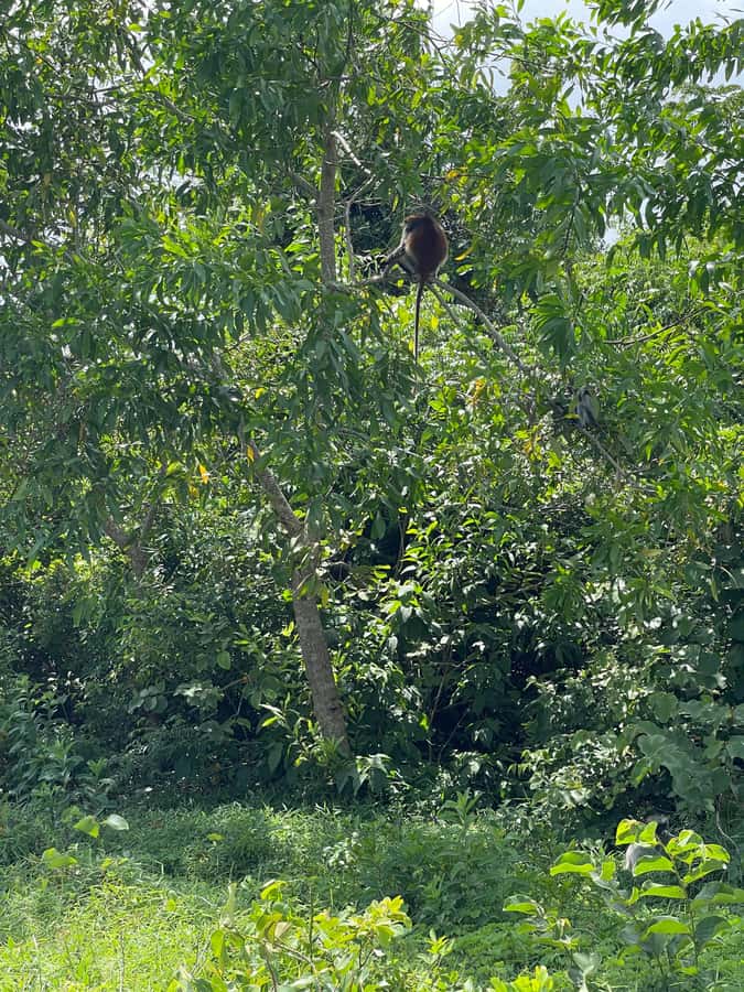 Zanzibar: Red Colobus Monkeys in Jozani Forest Guided Tour - Who this tour is best for (and who might prefer something else)