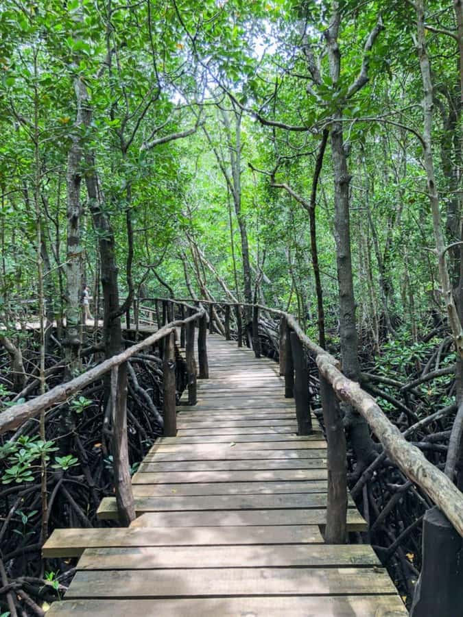 Zanzibar: Red Colobus Monkeys in Jozani Forest Guided Tour - Should you book this Zanzibar red colobus guided tour?