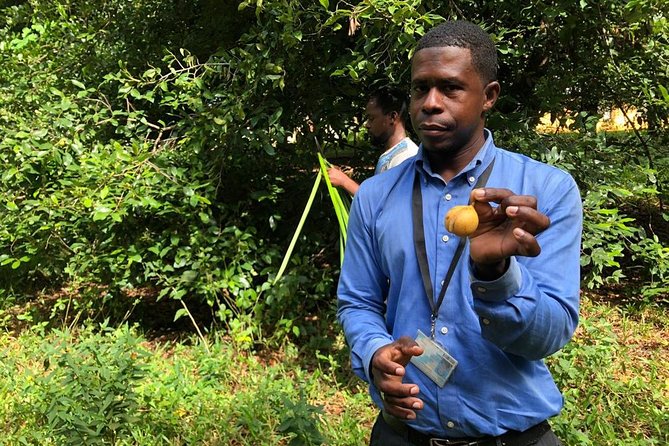 Zanzibar's Finest: Private Tour of Top 5 Attractions with Lunch - Tangawizi Spice Farm: seeing spices in their natural habitat
