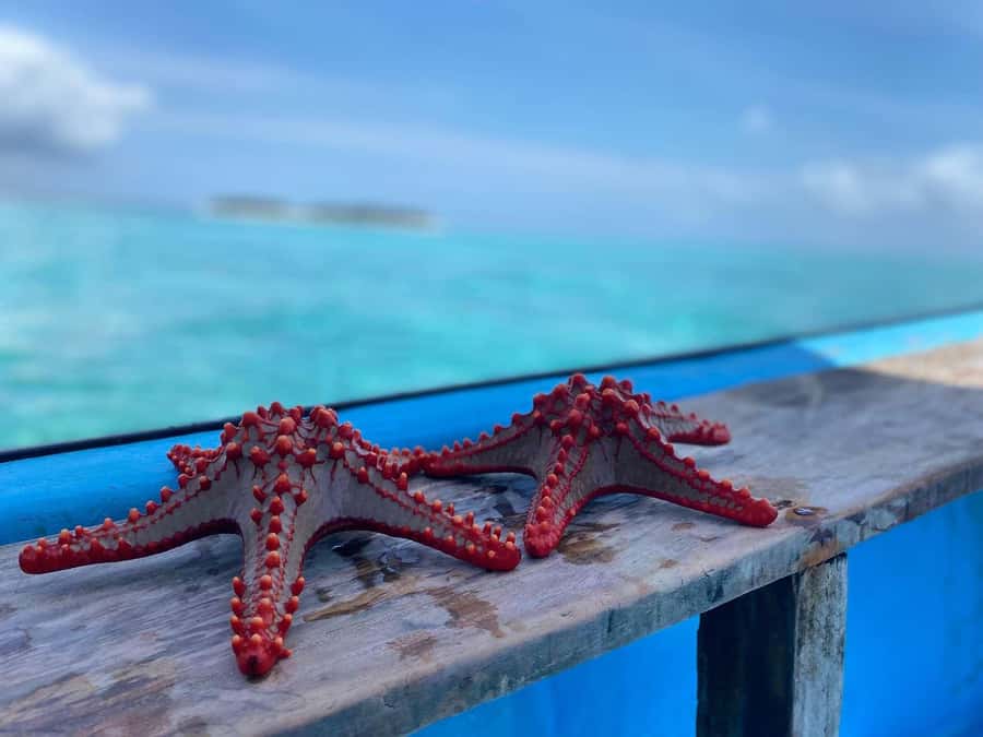 Zanzibar: Safari Blue Day trip with Snorkeling and Lunch - Price and value: Is $79 a good deal for Zanzibar?