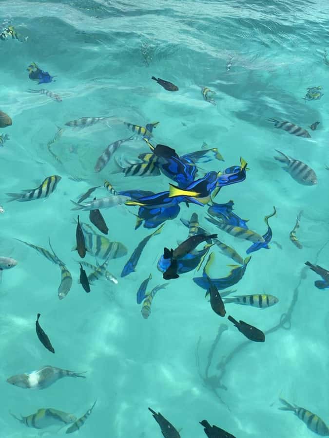 Zanzibar: Safari Blue Full-Day Exploration - The snorkeling and swimming section, planned for real enjoyment