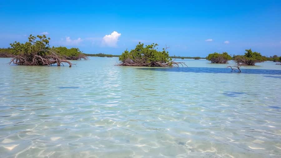 Zanzibar: Safari Blue Full-Day Tour with Lunch and transfer - Baobab Island lunch: seafood under the tree