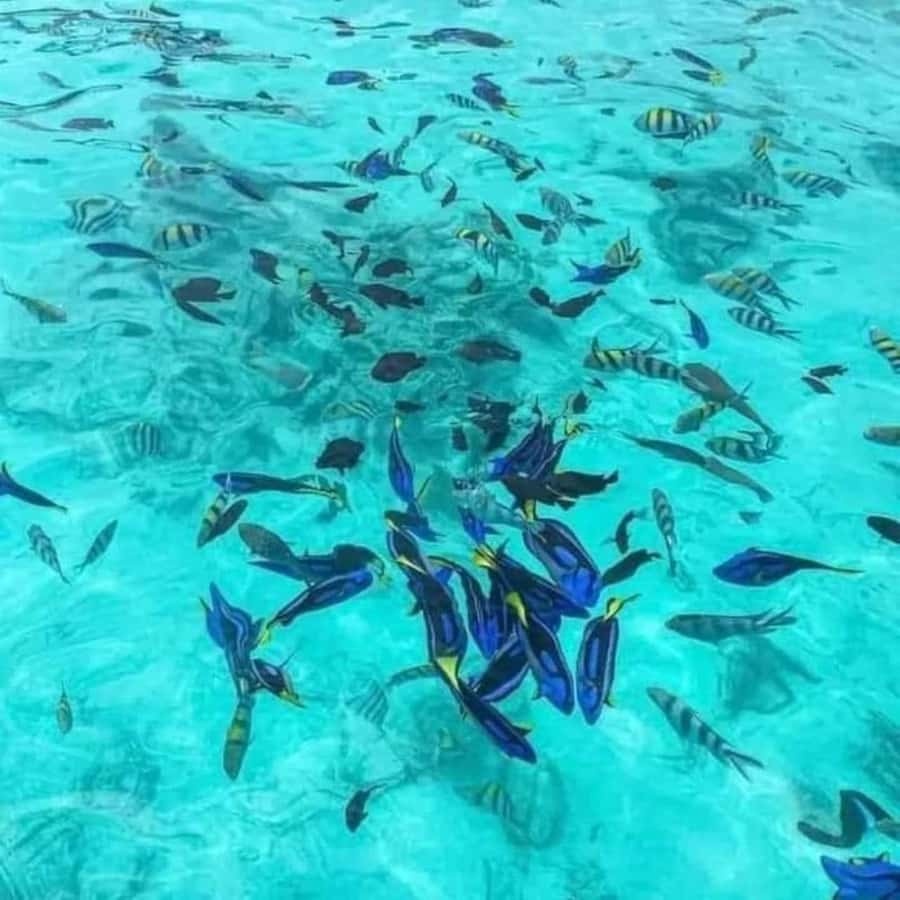 Zanzibar: Safari blue tour - Sandbank with white sand: your best shot at postcard moments