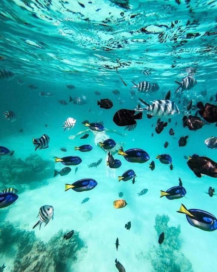 Zanzibar: Safari blue tour - Lunch, soft drinks, tropical fruits, and what makes it feel worth it