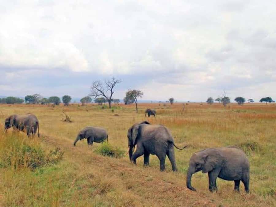 Zanzibar: Safari Day trip from Zanzibar to Mikumi - Key highlights at a glance