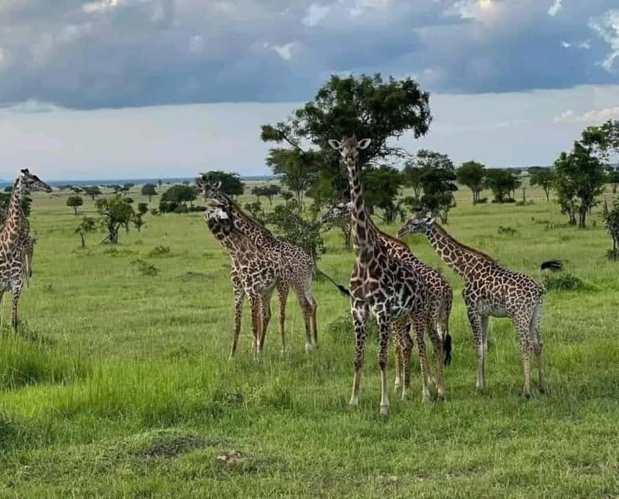 Zanzibar: Safari Day trip from Zanzibar to Mikumi - Jeep game drive time: how to maximize animal sightings