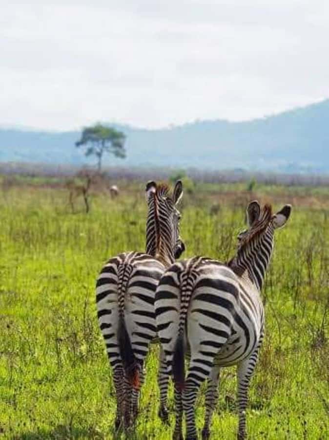 Zanzibar: Safari Day trip from Zanzibar to Mikumi - Animals you should plan for, plus the one you might miss