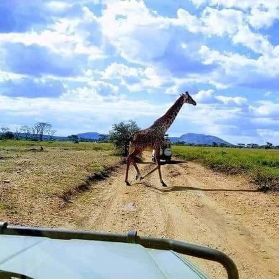 Zanzibar: Safari Day trip from Zanzibar to Mikumi - Lunch and the rhythm of a safari day