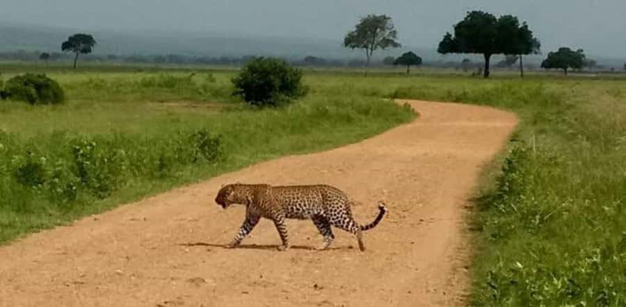 Zanzibar: Safari Day trip from Zanzibar to Mikumi - Guide and inclusions that actually matter