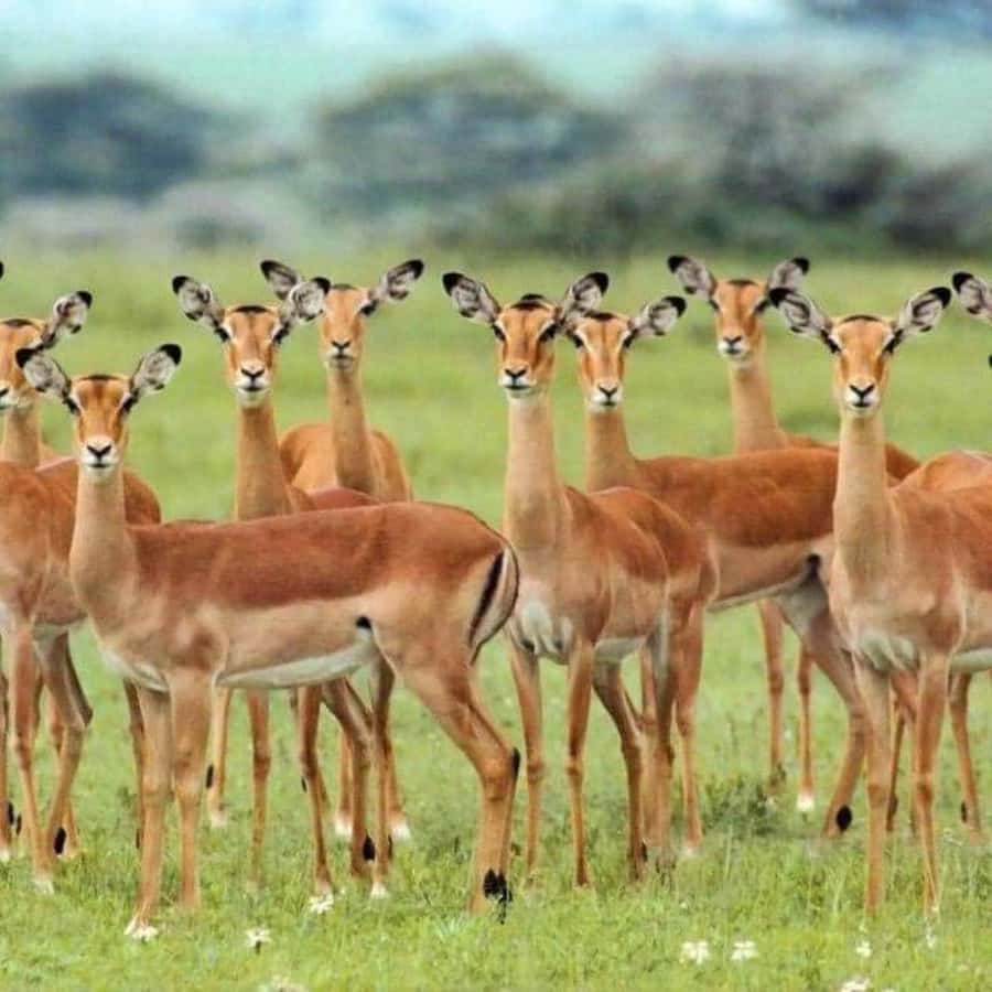 Zanzibar: Safari Day trip from Zanzibar to Mikumi - Should you book this Zanzibar to Mikumi safari day trip?