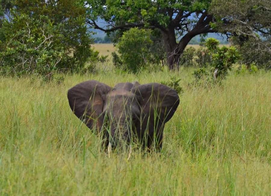 Zanzibar: Safari Day trip from Zanzibar to Mikumi - Pickup in Zanzibar and the 1 hour flight