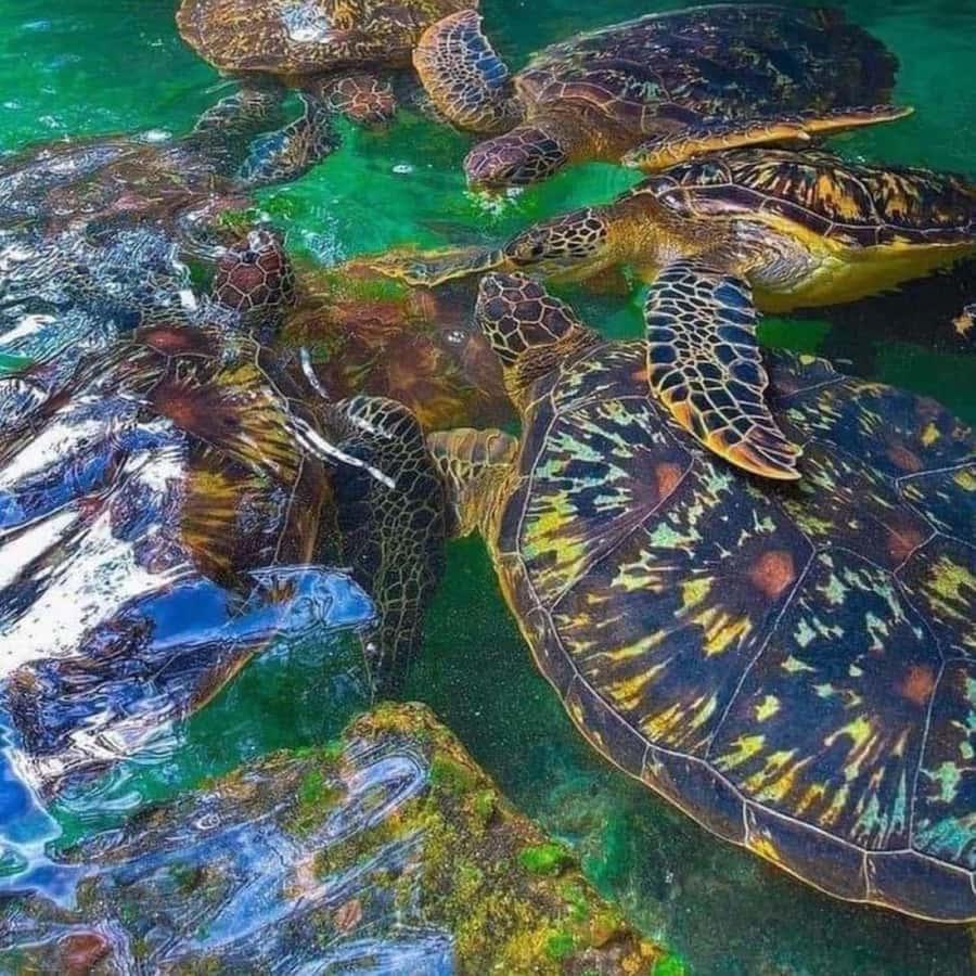ZANZIBAR: Salaam Cave Swimming with Sea Turtles at Kizimkazi - Swimming with Sea Turtles: What You Can Expect in the Cave Pool
