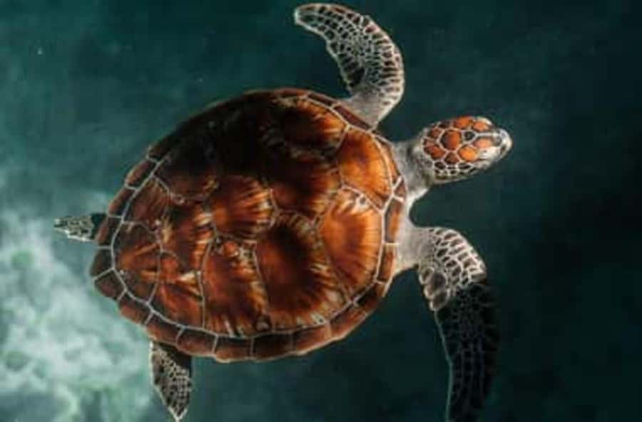 Zanzibar: Salaam Cave Swimming with Turtles Tour - Key Things to Know Before You Go