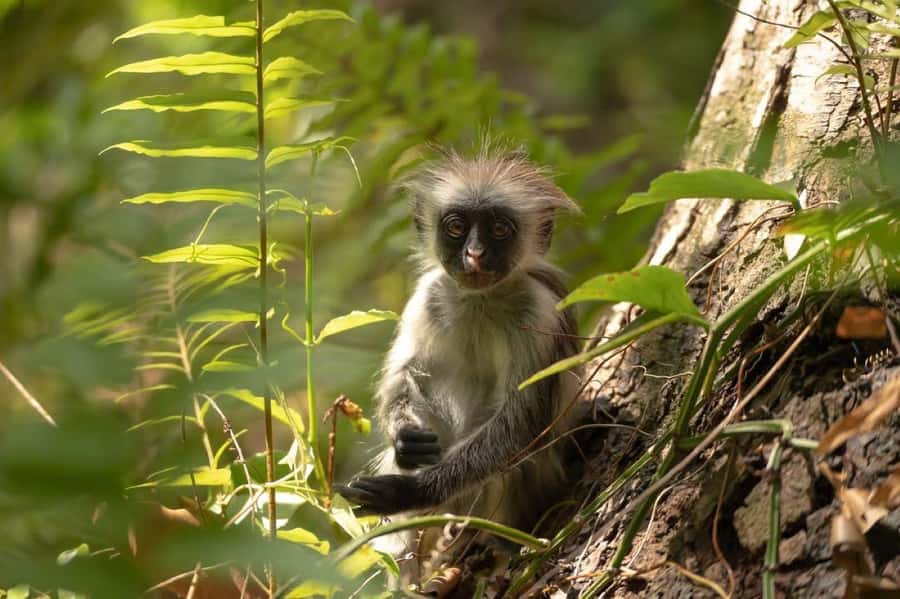 Zanzibar, Salaam Cave Tour, The Rock, Kuza Cave, Paje Beach - A 10-hour sampler of Zanzibar’s animals, caves, and beach time