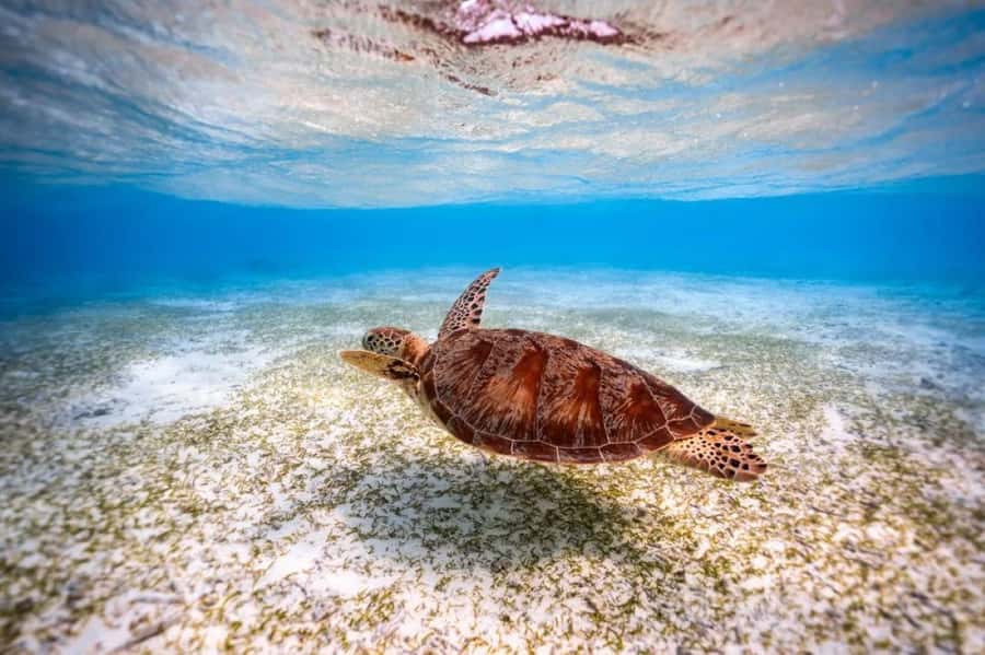 Zanzibar, Salaam Cave Tour, The Rock, Kuza Cave, Paje Beach - Paje Beach for a guided 1-hour reset