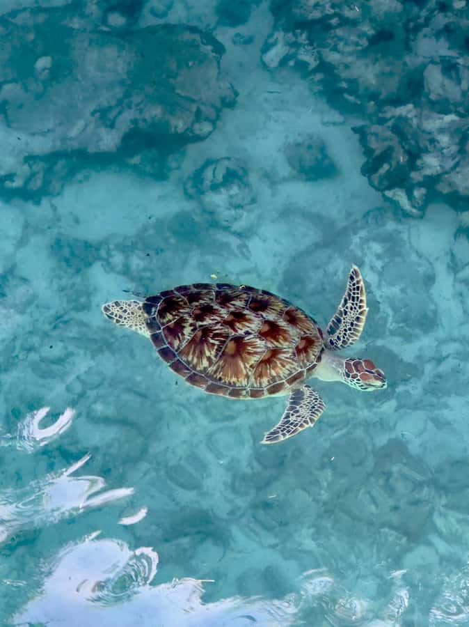 Zanzibar: Sea Turtle Swim at Kizimkazi Salaam Cave Tour - Getting to Kizimkazi, and why the private pickup matters