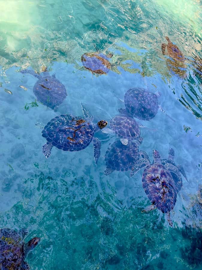 Zanzibar: Sea Turtle Swim at Kizimkazi Salaam Cave Tour - The sea turtle swim and feeding routine in the cave water