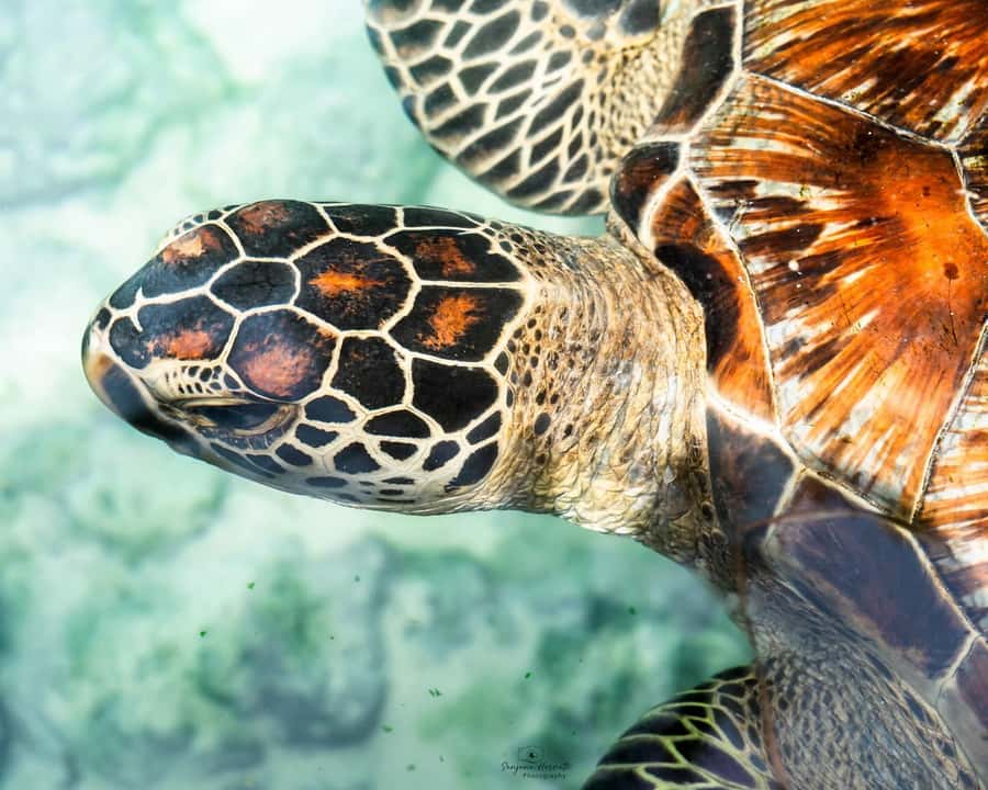 Zanzibar: Sea Turtle Swim at Salam Cave in Kizimkazi Village - Salaam Cave Aquarium: What Happens Before You Swim