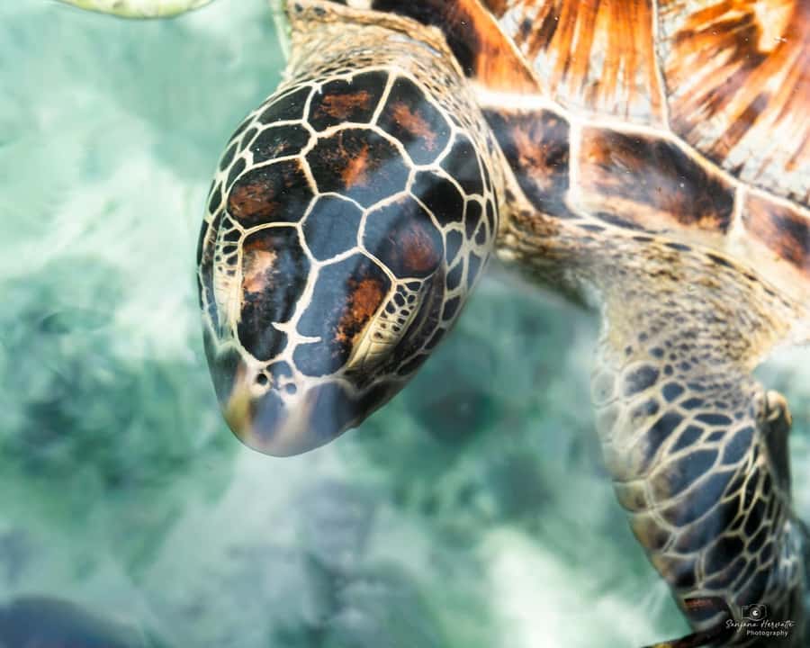 Zanzibar: Sea Turtle Swim at Salam Cave in Kizimkazi Village - Feeding and Swimming: How It Works in the Water