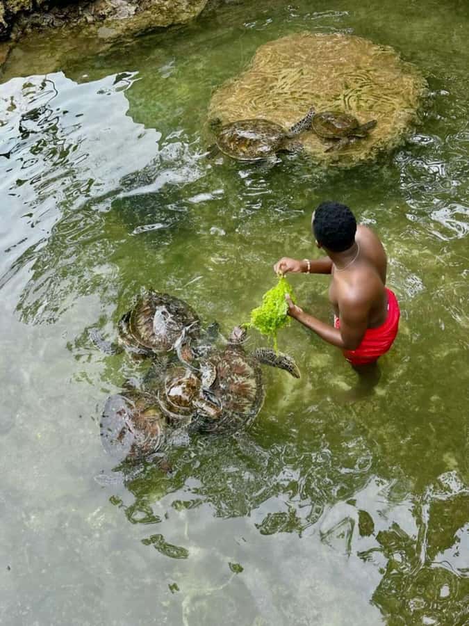 ZANZIBAR: Sea Turtle Swimming & Feeding Experience in NUNGWI - Where You’ll Swim in Nungwi: Baraka Aquarium vs Natural Lagoon