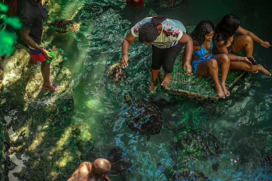 ZANZIBAR: Sea Turtle Swimming & Feeding Experience in NUNGWI - The 2-Hour Schedule That Keeps It Focused