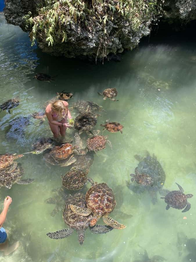 ZANZIBAR: Sea Turtle Swimming & Feeding Experience in NUNGWI - Seaweed Feeding: The Included Part You Should Take Slow