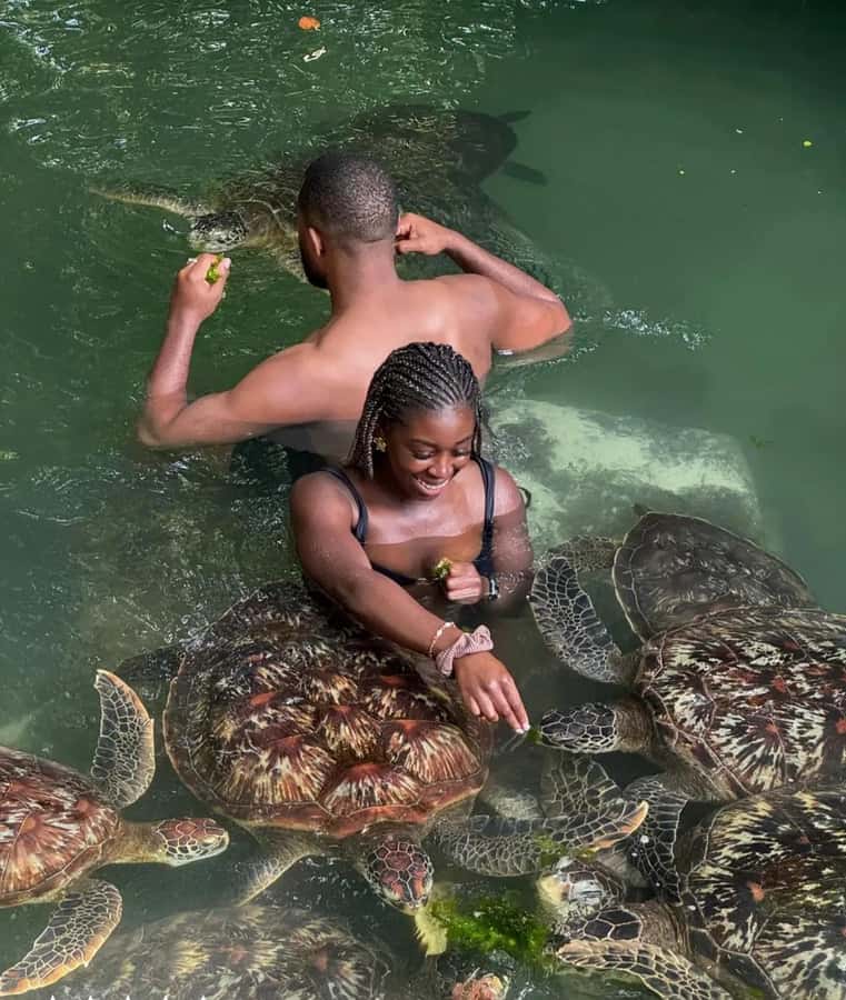 ZANZIBAR: Sea Turtle Swimming & Feeding Experience in NUNGWI - What’s Included, What’s Not, and What You’re Paying For