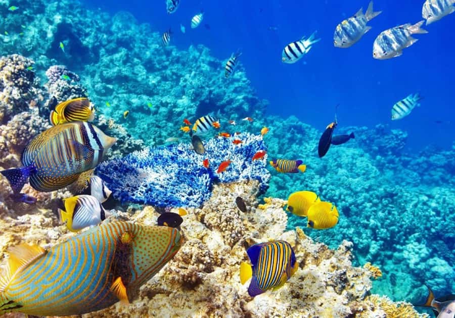 Zanzibar: Snorkeling at blue lagoon & Star fish tour - What the tour includes, and how the $85 makes sense