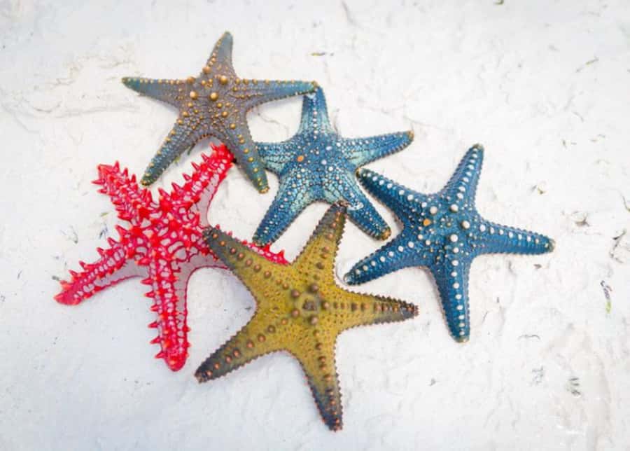 Zanzibar: Snorkeling at blue lagoon & Star fish tour - Meeting at The Rock Restaurant, Pingwe