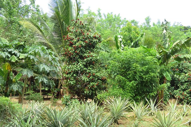 Zanzibar Spice Farm Half-Day Walking Tour - Price and value: is $75 per person fair?