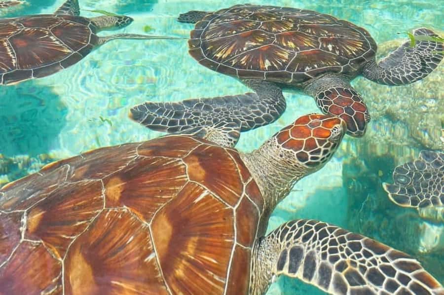 Zanzibar: Spice Farm, Jozani Forest & Sea Turtle Sanctuary - Spice Farm, Jozani, Turtles, All in One Day