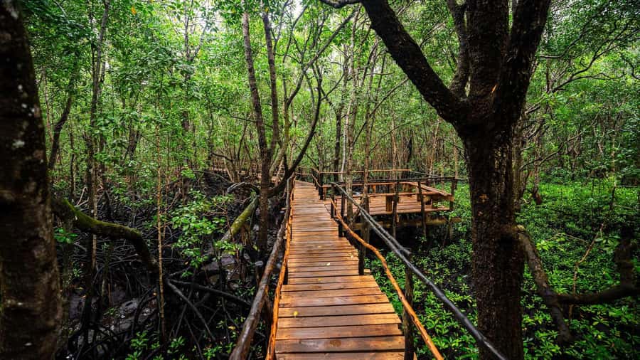 Zanzibar: Spice Farm, Jozani Forest & Sea Turtle Sanctuary - Guide and Driver Quality, the Difference Maker