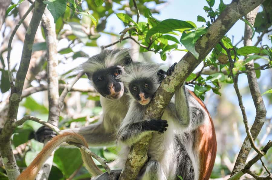 Zanzibar: Spice Farm, Jozani Forest & Sea Turtle Sanctuary - Should You Book This Tour?