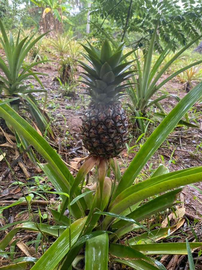 Zanzibar: Spice Farm & Stone Town Tour with Lunch - Key highlights you will actually care about