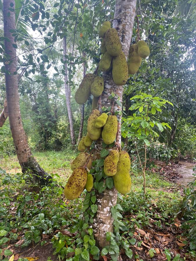 Zanzibar: Spice Farm & Stone Town Tour with Lunch - Why Zanzibar’s Spice Island reputation starts in your nose