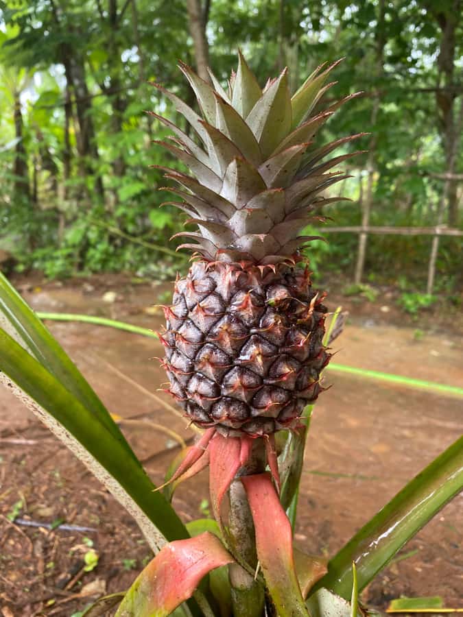 Zanzibar: Spice Farm & Stone Town Tour with Lunch - The van ride schedule that shapes your whole day