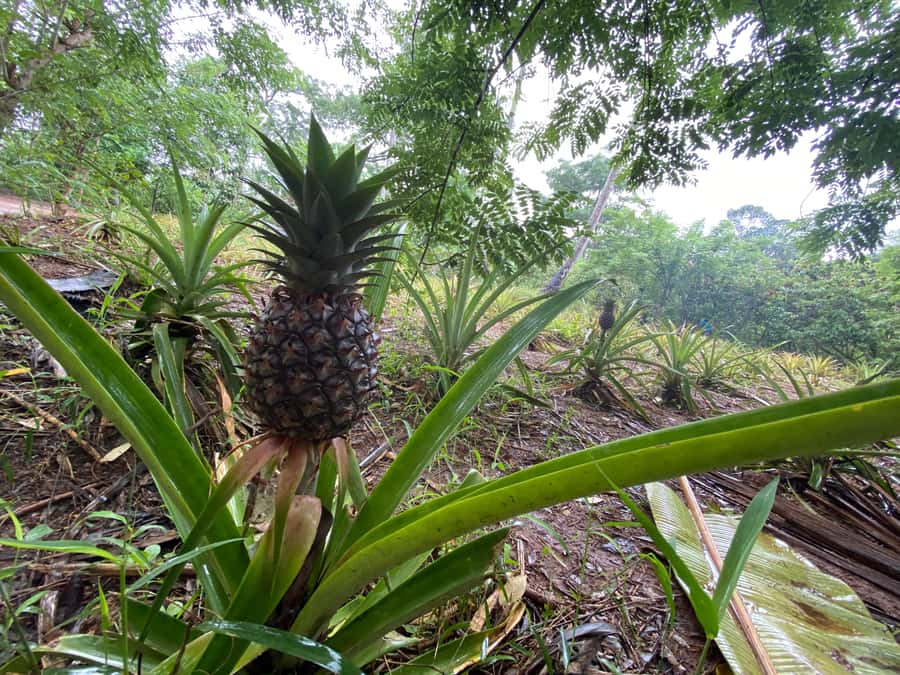 Zanzibar: Spice Farm & Stone Town Tour with Lunch - Shopping in Stone Town and at the farm: how to spend smarter