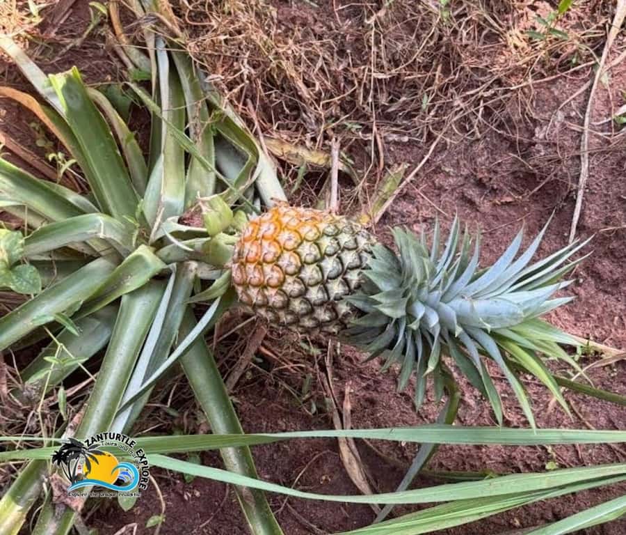 Zanzibar: Spice Farm Tour and Cooking Class with Lunch - Price and Value: Is $63 a Smart Trade in Zanzibar?