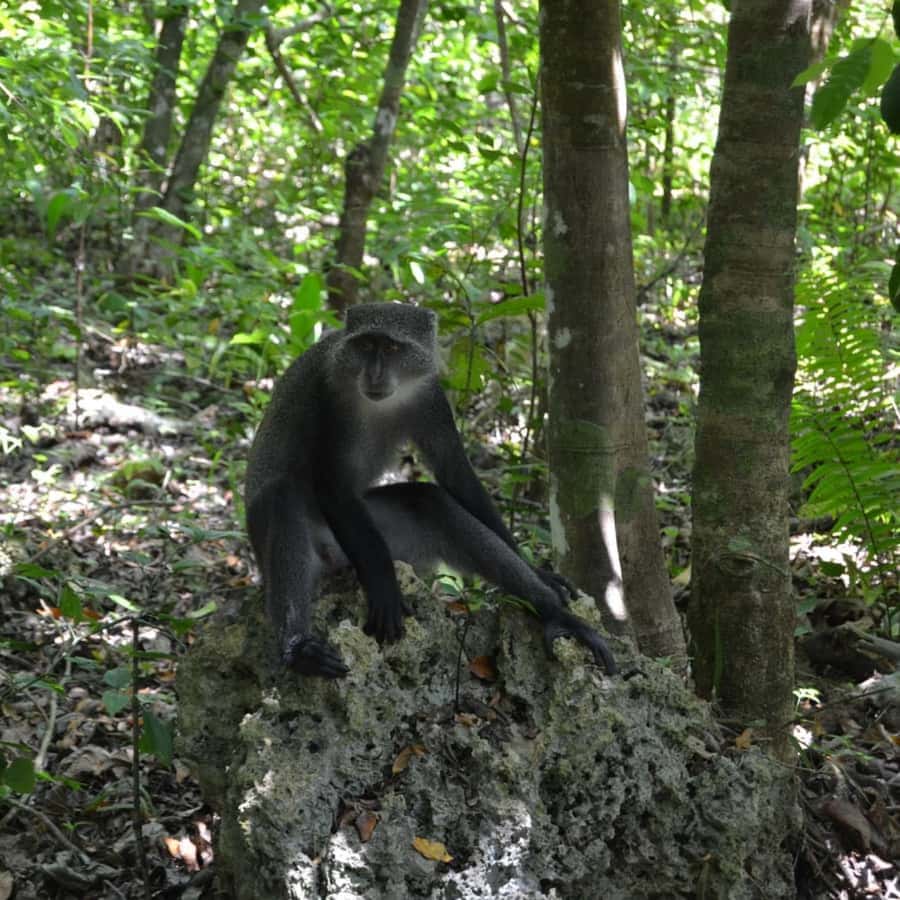 ZANZIBAR: Spice Farm Tour, Jozani Forest & Rock Restaurant - FAQ
