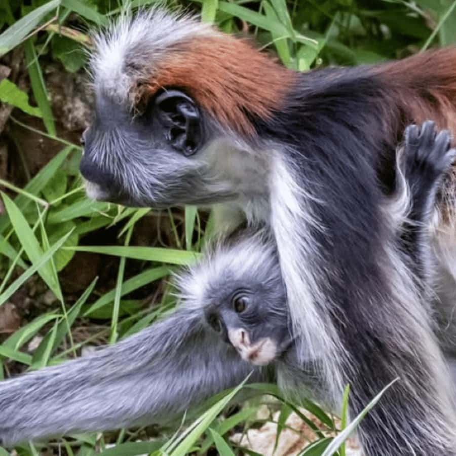 ZANZIBAR: Spice Farm Tour, Jozani Forest & Rock Restaurant - Guides, Language Options, and the Value of Clear Explanations