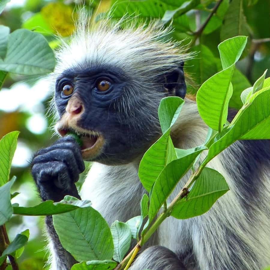 ZANZIBAR: Spice Farm Tour, Jozani Forest & Rock Restaurant - Final verdict, Should you book this Zanzibar day?