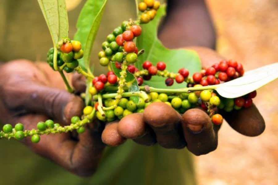 Zanzibar: Spice Farm Tour & Stone Town Adventure - Why Zanzibar’s spice farm feels different from a quick market stop