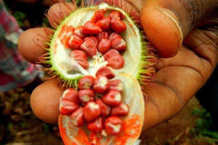Zanzibar: Spice Farm Tour & Stone Town Adventure - Should you book this Zanzibar spice farm and Stone Town adventure?