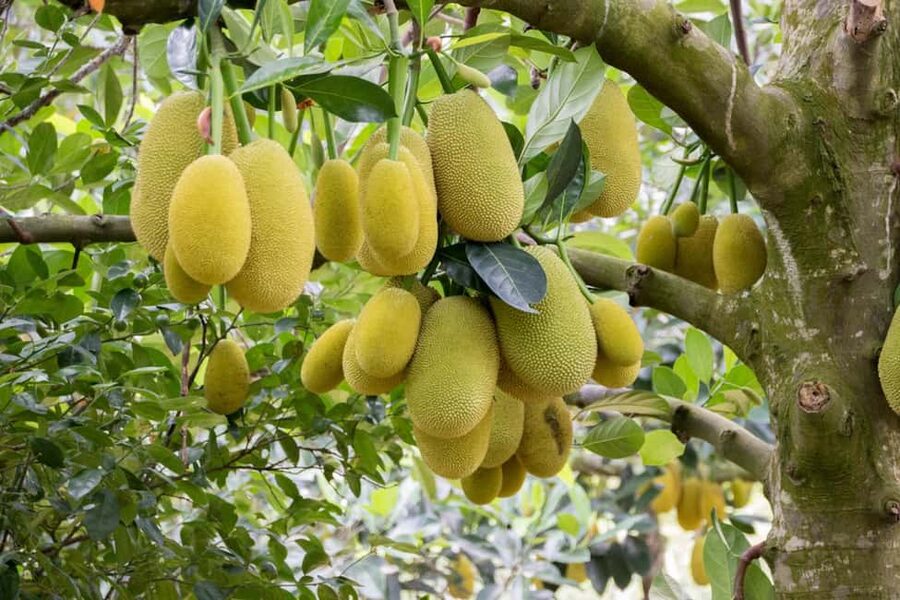 Zanzibar: Spice Farm Tour with Lunch & Tropical Fruits - Finding Jambo Spice Farm in Dole Village, then getting moving